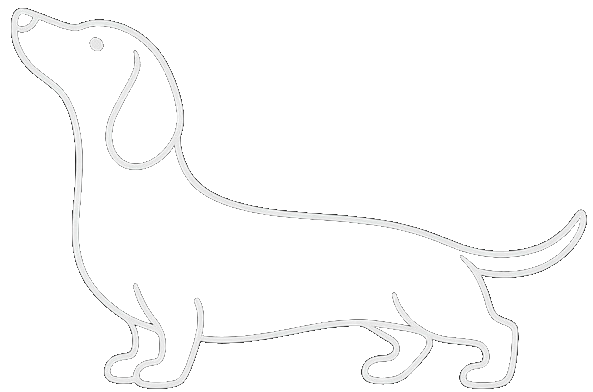 Dachshund